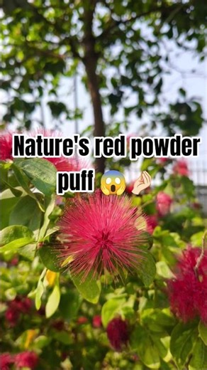 When flowers blush red 🌿#flowers #nature #redpowderpuff #redflower #love #red #crimsonrose