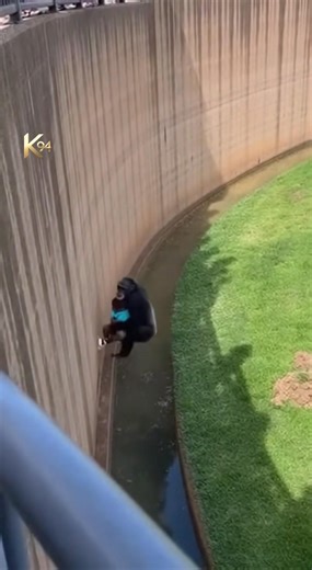 Panic and Outrage Erupt After an Infant Is Dropped Into a Chimpanzee Habitat THE STORY IS IN THE FIRST COMMENT👇👇 | Sufaid Production