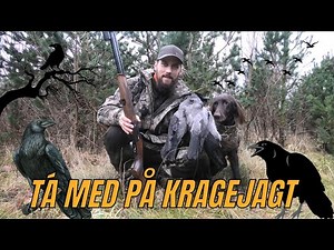 PÅ KRAGEJAGT - MED UDSTOPPEDE KRAGER // NATURNØRD 643