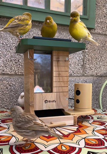 Come and set up the @birdfy_by_netvue feeder with me 🐤🌿 Birdfy Feeder Wood is a beginner-friendly feeder crafted from eco-friendly fir wood with built-in solar panel—perfect for us bird lovers seeking a therapeutic, aesthetic, and effortless birdwatching experience. I love being able to watch the birds at the feeders and now I can, from my phone at any time of the day. Birdfy have kindly offered our followers a 15% discount using code SOUTHVIEW15 Thank you Birdfy 🐤 https://www.birdfy.com/?ref