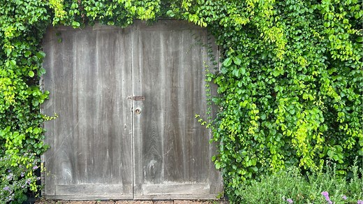 Dites adieu au lierre sur vos murs, cette astuce est parfaite pour vous en débarrasser