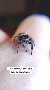 124K views · 5.6K reactions | Bea saw a spider #petspider #jumpingspider #cutespider #spiders | Spider Facts | Facebook