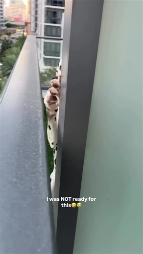 Funny and Cute Animal Moments That Will Make You Smile