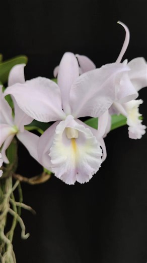 Cattleya Sea Breeze 'Blue Ribbon' It's a primary hybrid cattleya orchid known for its blue-hued flowers and strong rose-like fragrance. It is a cross between Cattleya warneri and Cattleya walkeriana, and its 'Blue Ribbon' cultivar is a "coerulea" (blue) form of this hybrid. The award-winning 'Blue Ribbon' cultivar has been recognized with an HCC/AOS (Highly Commended Certificate/American Orchid Society) award. #pecintaanggrek #orchids #anggrek #orquideas #Cattleya #orchidlovers #orchidaceae | Ad