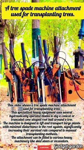 Watch This Tree Disappear in Seconds.