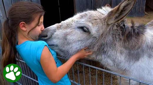 Donkey reunites with girl who raised him