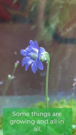 The Schiele’s carnivorous plants are growing and changing every day. Come take a look at these fierce flowers! #carnivorousplants #venusflytrap #pitcherplants #terrarium #museumlife | The Schiele Museum of Natural History