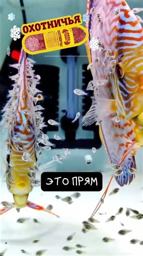 Discus Fish 🐠 Ideal Parents