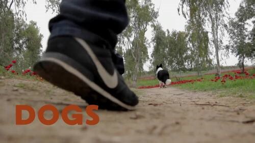 All About Dogs – Fun & Educational Video for Kids (1:38)