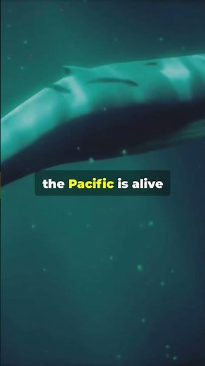 🌋 Pacific Ring of Fire | Oceans of Earth in Action