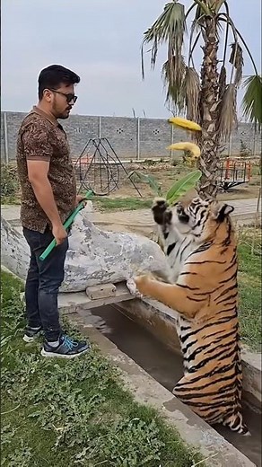 Man vs Tiger Interaction | Tiger Training Video | #shorts#viral #reelschallenge #trending #love
