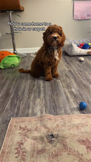 Oh Guffy🤦🏼‍♀️🤦🏼‍♀️🤦🏼‍♀️ #cavapoo #puppy #funny #play #throwback | cavapoo