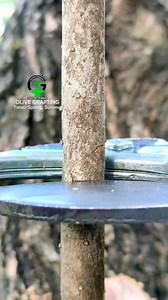Grafting techniques for olive plants in spring | Easy Grafting Techniques