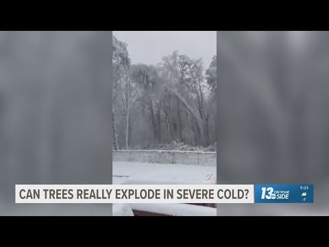 Can trees really explode in severe cold?