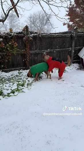 #narcolepticdog #doodle #narcolepsy #cataplexy #snow #doglover #teamtoast #toastthenarcolepticdoodl