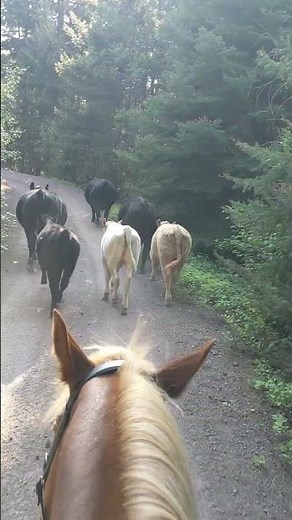 Cows With Guns... I couldn't resist using a clip from this hilarious song!