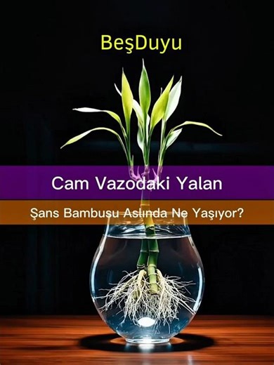 The Lie in the Glass Vase: What's Really Happening to the Lucky Bamboo Plant? 🎋💧