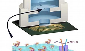 Scientists Create First Computer Chip With Integrated Biology on Molecular Level