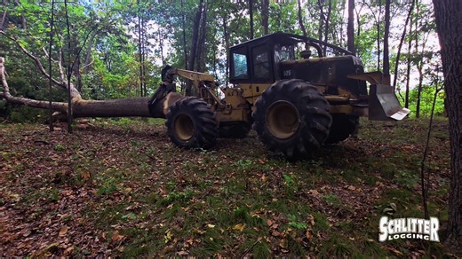 Big Tree Big Top #schlitter #schlitterlogging #family #business #logging #midwest #Iowa #axemeniowa #walnut #oak #maple #hickory #lumberjack #wesaluteloggers #honoringlumberjacks #imnotaquitterimaschlitter #loggingiowa #loggingillinois | Schlitter Logging
