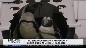 2 endangered African penguin chicks born at Lincoln Park Zoo