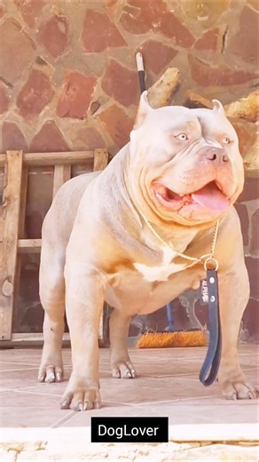 Are Pitbulls Really That Dangerous? 💯