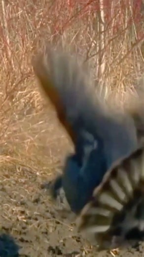 “Calling in a Smart Gobbler 🦃 | Spring Turkey Hunt” #amazing #gobblers #hunting #shortvideo #turkey