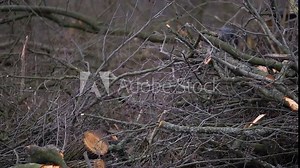 Logging in the spring, autumn forest. Technique and people sawing trees. Ecological catastrophe destruction of nature. Firewood for heating Stock Video