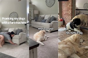 399K views · 18K reactions | Pranking My Dogs With A Fart Machine | Charlie The Golden | Facebook