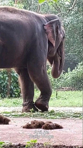 This Elephant Is Eating Grass And Has Defecated Next To It | Elephant And His Poop Video