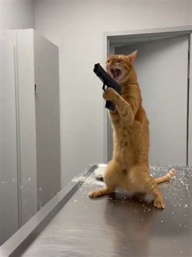 Peace was never an option! 😂😨 #vetlife #cat #funny #fyp #comedy
