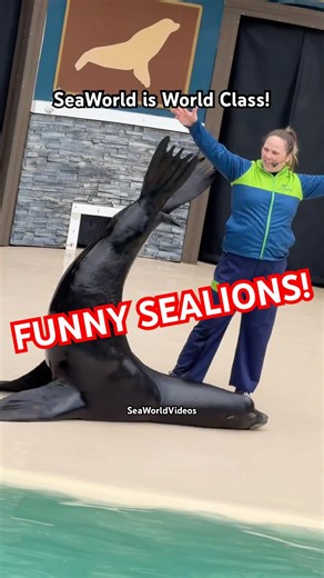 Funny SeaLions at World Class Sea Life Park SeaWorld! 🤩🦭 #seaworldvideos #seaworld #sealions #fyp