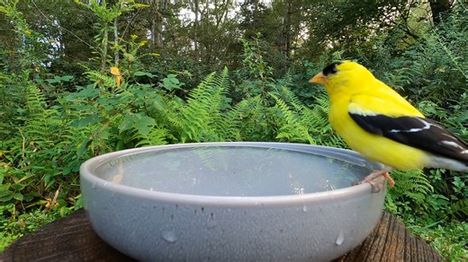 5.1K views · 518 reactions | Red Squirrel, Tufted Titmice, Northern Cardinals, American Goldfinch | Critter Cam | Facebook