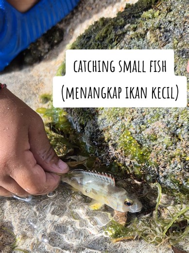 Catching Small Fish in Tide Pools with Happy Kids