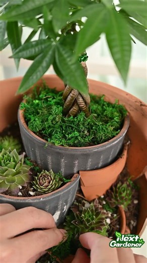 money tree multi-layer arrangement diy #moneytree