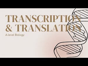 Transcription & Translation 2.3.3 | A-Level Biology OCR A