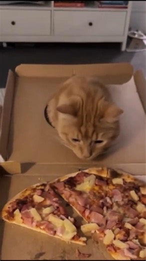 Cutest Cats in a Box – Adorable & Funny Cat Moments, Cats Playing, Hiding and Loving Boxe