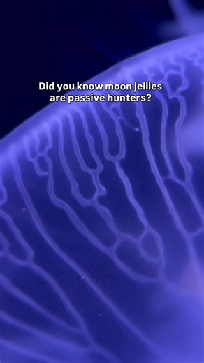 2.2K views · 37 reactions | A moon jelly may not be able to seal the...