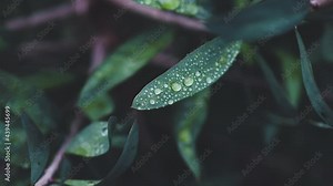 native Australian callistemon plant with rain drops on its leaves