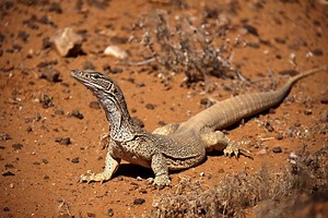 Sand goanna - Alchetron, The Free Social Encyclopedia