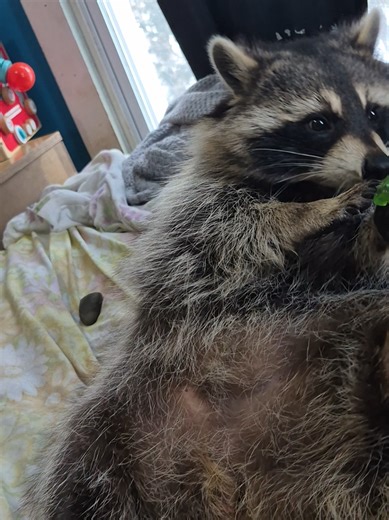 Lacey Raccoon ~ Stealing Everyone's Food Before It Even Has A Chance To Leave The Kitchen 😆