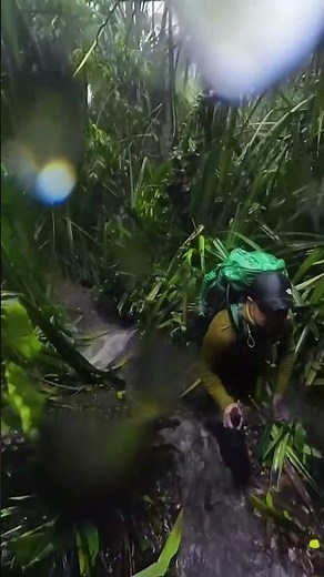 These jungle leaves will tear you to shreds