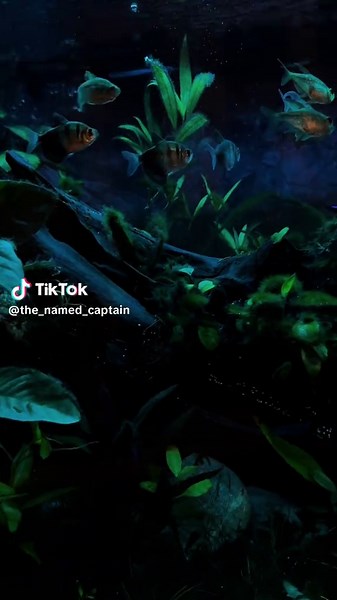 Twilight-Inspired Aquarium Setting for Tropical Fish Lovers