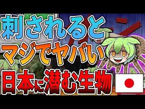 刺されたらマジでヤバい日本に潜む生物【ずんだもん＆ゆっくり解説】【総集編】