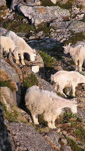 Kenai Fjords National Park Fast Facts