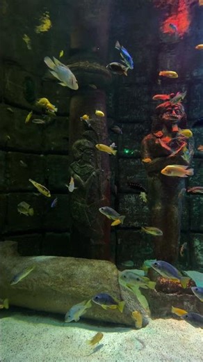 Colorful Tropical Fish Aquarium 🐠 | 4K Ultra HD #shorts #aquarium #tropicalfish