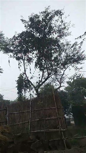 bird fly #birds #viral #shorts