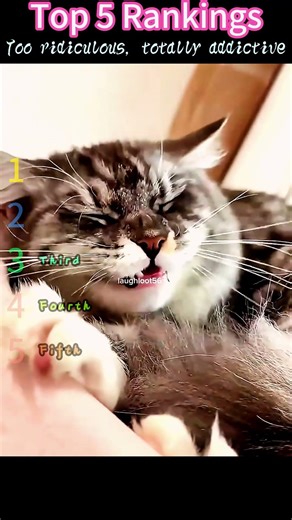 All tenderness lies in cats eyes #best #cat #like #funnycats #cringe #cute