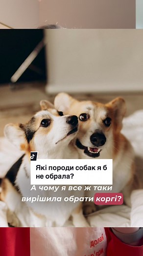 Пані Коргі на TikTok