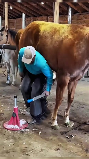 The Art of Farriery: Techniques and Insights