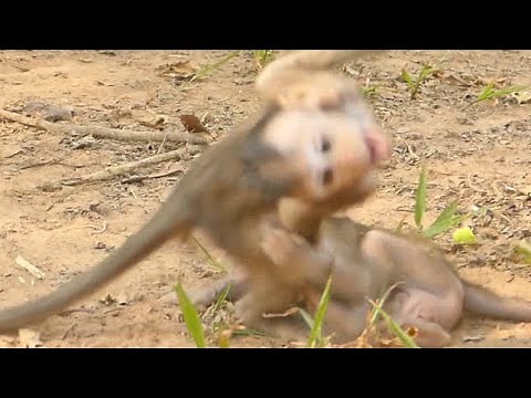 SCREAMING DITO BABY MONKEY GOT PEPPER BABY BITEN | MONKEY TECHNIQUE